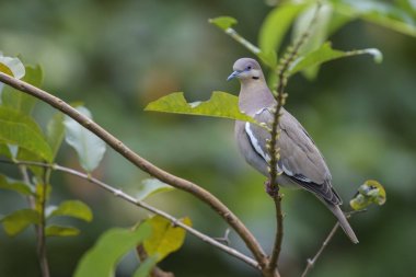 Beyaz - kanatlı güvercin - Zenaida asiatica, güzel pidgeon yeni dünya, Kosta Rika dan.