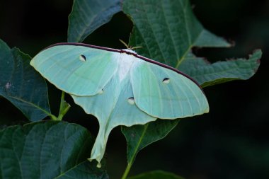 Çin ay güvesi - Actias ningpoana, Asya ormanlarından güzel sarı güve, Çin.