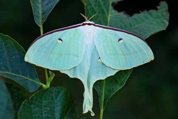 中国的月蛾 原产于亚洲森林的黄绿色飞蛾 — 图库照片