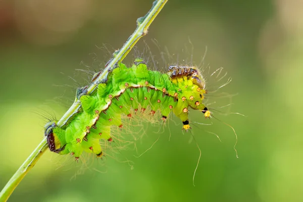 Traça Lua Chinesa Actias Ningpoana Traça Verde Amarelo Beatiful Florestas — Fotografia de Stock