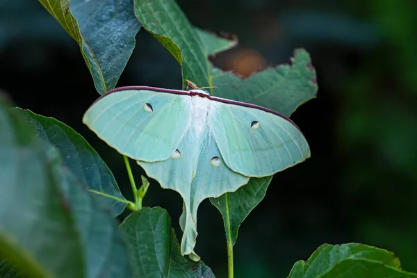 中国的月蛾 原产于亚洲森林的黄绿色飞蛾 — 图库照片