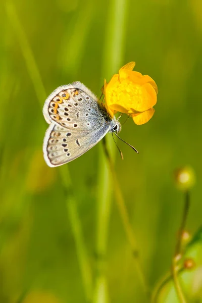 Silver Studded Blue Butterfly Plebejus Argus Beautiful Colored Buttefly European — Stock Photo, Image
