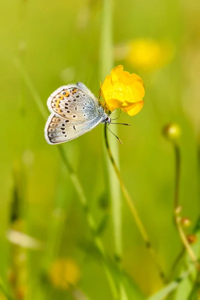 Silver Studded Blue Butterfly Plebejus Argus Beautiful Colored Buttefly European — Stock Photo, Image