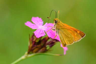 Büyük Skipper - Ochlodes Sylvanus, Avrupa çayır ve çayırlarından gelen minik turuncu kelebek, Çek Cumhuriyeti.