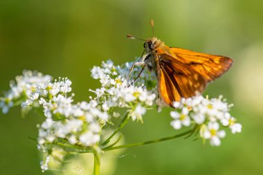 Büyük Skipper - Ochlodes Sylvanus, Avrupa çayır ve çayırlarından gelen minik turuncu kelebek, Çek Cumhuriyeti.