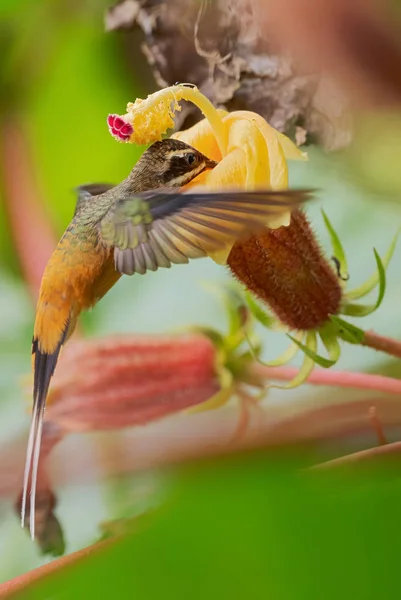 Tawny Hasú Remete Phaethornis Syrmatophorus Gyönyörű Félénk Ritka Kolibri Andok — Stock Fotó