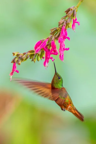 Chestnut Breasted Coronet Boissonneaua Matthewsii Beautiful Colored Hummingbird Andean Slopes — Stock Photo, Image