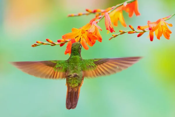 Chestnut Breasted Coronet Boissonneaua Matthewsii Beautiful Colored Hummingbird Andean Slopes — Stock Photo, Image