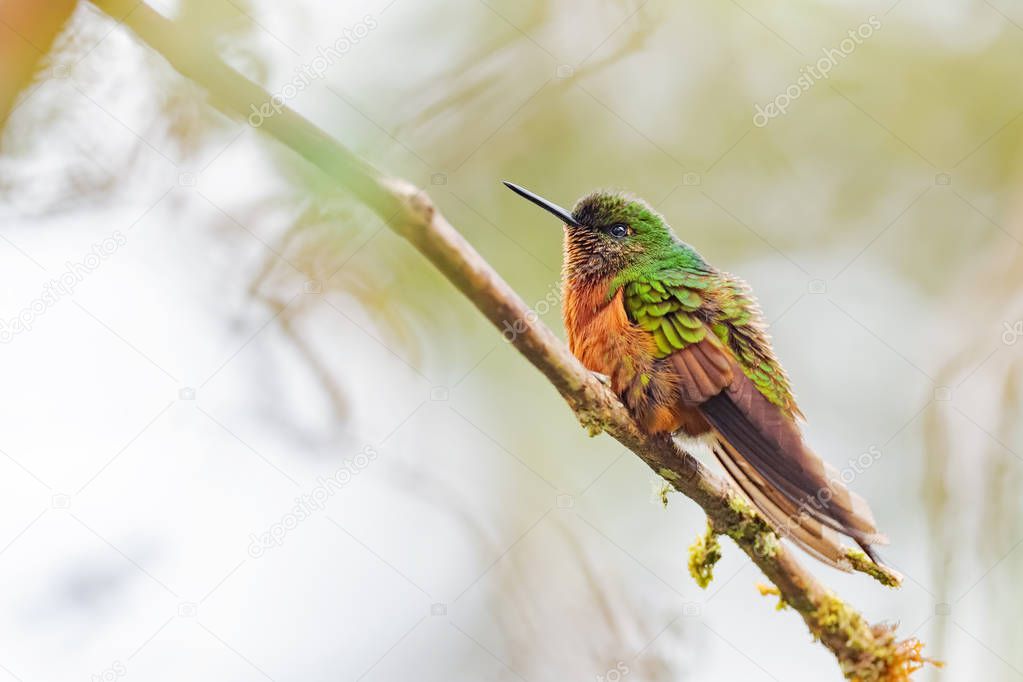 Chestnut-breasted Coronet - Boissonneaua matthewsii, beautiful colored hummingbird from Andean slopes of South America, San Isidro, Ecuador.