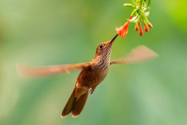 Bronzy Inca Coeligena Coeligena Beautiful Tiny Brown Hummingbird Andean Slopes — Stock Photo, Image