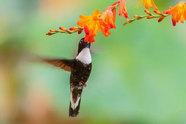 Collared Inca - Coeligena torquata, beautiful black and white hummingbird from Andean slopes of South America, Guango Lodge, Ecuador.