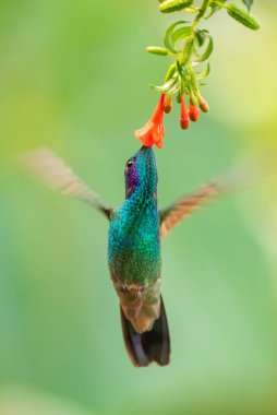 Işıl ışıl Violet-ear - Colibri coruscans, Güney Amerika 'nın And yamaçlarından mavi kulaklı güzel yeşil sinekkuşu, Wild Sumaco, Ekvador.