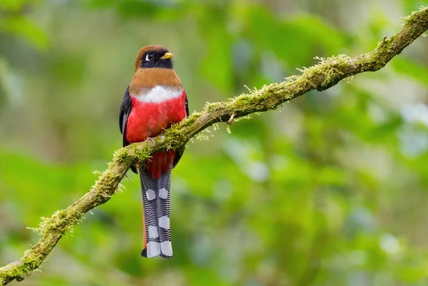 Collared Trogon Trogon Collaris Beautiful Colored Bird Andean Slopes South — Stock Photo, Image