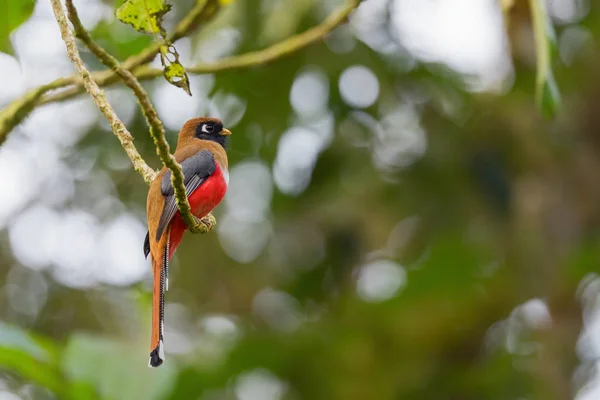 Collared Trogon Trogon Collaris Smuk Farvet Fugl Fra Andes Skråninger - Stock-foto