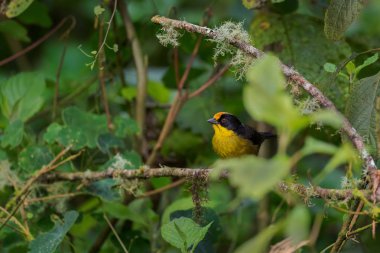 Soluk benizli ispinoz - Atlapetes pallidinucha, Güney Amerika 'nın Andean yamaçlarından gelen utangaç sarı ve siyah ispinoz, Guango locası, Ekvador.
