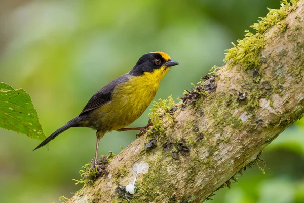 Pale Naped Brush Finch Atlapetes Pallidinucha Ντροπαλό Κίτρινο Και Μαύρο — Φωτογραφία Αρχείου