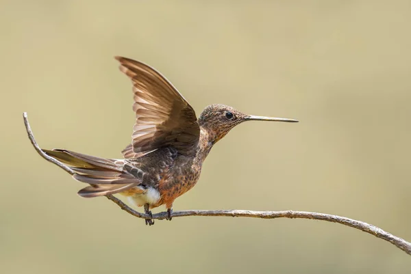 Giant Hummingbird Patagona Gigas Special Large Hummingbird Andean Slopes South — ストック写真