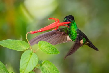 Buff-winged Starfrontlet - Coeligena lutetiae, beautiful green hummingbird from Andean slopes of South America, Yanacocha, Ecuador. clipart