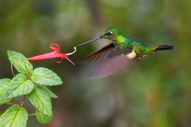 Buff-winged Starfrontlet - Coeligena lutetiae, beautiful green hummingbird from Andean slopes of South America, Yanacocha, Ecuador. clipart