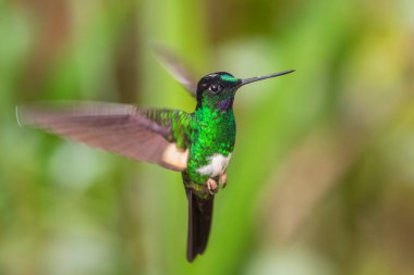 Buff-winged Starfrontlet - Coeligena lutetiae, beautiful green hummingbird from Andean slopes of South America, Yanacocha, Ecuador. clipart