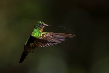 Buff kanatlı Starfrontlet - Coeligena lutetiae, Güney Amerika Andean yamaçlarından gelen güzel yeşil sinekkuşu, Yanacocha, Ekvador.