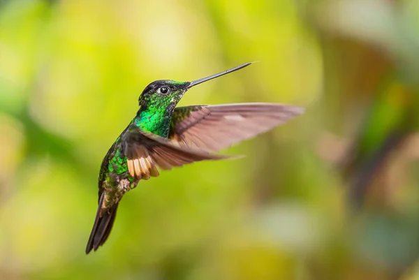Buff Winged Starfrontlet Coeligena Lutetiae Piękny Zielony Koliber Andyjskich Stokach — Zdjęcie stockowe
