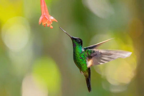 Buff Winged Starfrontlet Coeligena Lutetiae Vacker Grön Kolibri Från Andinska — Stockfoto