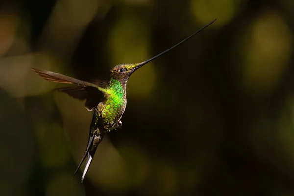 Koliber Miedziany Ensifera Ensifera Popularny Koliber Długimi Dziobami Andyjskich Stoków — Zdjęcie stockowe