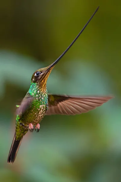 Zwaard Billed Kolibrie Ensifera Ensifera Populaire Lange Snavel Kolibrie Uit — Stockfoto