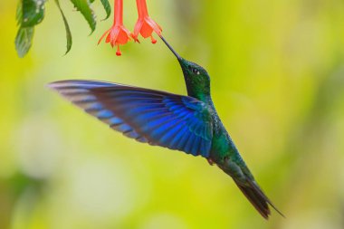 Büyük Safir Kanat - Pterophanes siyanopterus, Güney Amerika 'nın Andean yamaçlarından mavi kanatlı güzel büyük sinekkuşu, Yanacocha, Ekvador.