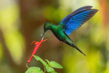 Büyük Safir Kanat - Pterophanes siyanopterus, Güney Amerika 'nın Andean yamaçlarından mavi kanatlı güzel büyük sinekkuşu, Yanacocha, Ekvador.