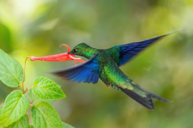 Büyük Safir Kanat - Pterophanes siyanopterus, Güney Amerika 'nın Andean yamaçlarından mavi kanatlı güzel büyük sinekkuşu, Yanacocha, Ekvador.