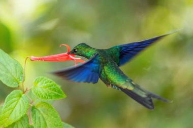 Great Sapphirewing - Pterophanes cyanopterus, beautiful large hummingbird with blue wings from Andean slopes of South America, Yanacocha, Ecuador. clipart