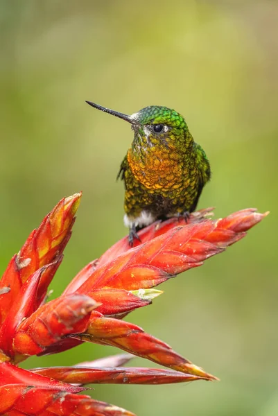 Puffleg Peito Dourado Mosquera Eriocnemis Belo Beija Flor Verde Tímido — Fotografia de Stock