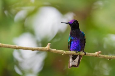 Kadife-mor Coronet - Boissonneaua jardini, Batı Andean yamaçlarından gelen güzel renkli sinekkuşu, Amagusa, Ekvador.