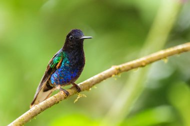 Kadife-mor Coronet - Boissonneaua jardini, Batı Andean yamaçlarından gelen güzel renkli sinekkuşu, Amagusa, Ekvador.