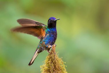 Kadife-mor Coronet - Boissonneaua jardini, Batı Andean yamaçlarından gelen güzel renkli sinekkuşu, Amagusa, Ekvador.