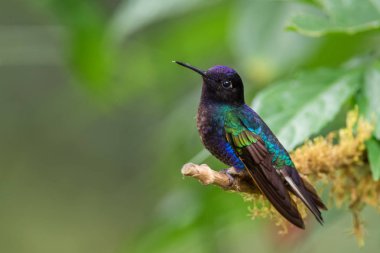 Kadife-mor Coronet - Boissonneaua jardini, Batı Andean yamaçlarından gelen güzel renkli sinekkuşu, Amagusa, Ekvador.