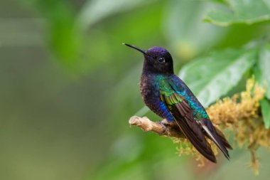 Velvet-purple Coronet - Boissonneaua jardini, beautiful colored hummingbird from western Andean slopes of South America, Amagusa, Ecuador. clipart