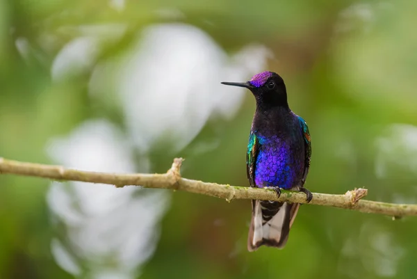 Coronet Terciopelo Púrpura Boissonneaua Jardini Hermoso Colibrí Colores Las Laderas —  Fotos de Stock