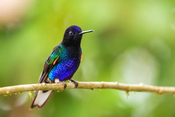 Velvet Purple Coronet Boissonneaua Jardini Beautiful Colored Hummingbird Western Andean — Stock Photo, Image