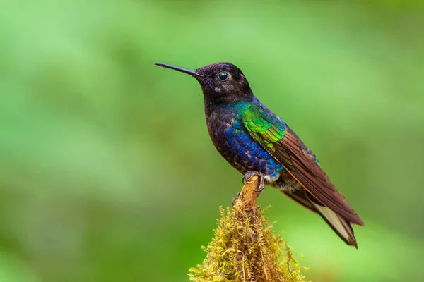 Coronet Terciopelo Púrpura Boissonneaua Jardini Hermoso Colibrí Colores Las Laderas —  Fotos de Stock