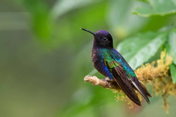 Velvet Purple Coronet Boissonneaua Jardini 남아메리카의 안데스 산비탈에서 아름다운 색깔의 — 스톡 사진