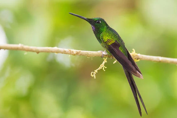 Emperatriz Brillante Heliodoxa Imperatrix Hermoso Colibrí Color Las Laderas Andinas —  Fotos de Stock