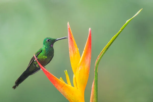 Empress Brilliant Heliodoxa Imperatrix Beautiful Colored Hummingbird Western Andean Slopes — Stock Photo, Image