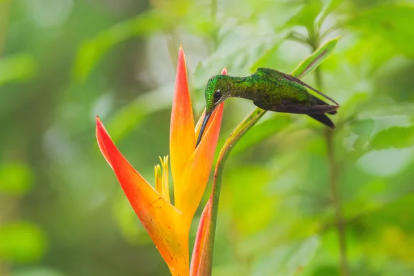 Empress Brilliant Heliodoxa Imperatrix Beautiful Colored Hummingbird Western Andean Slopes — Stock Photo, Image