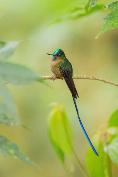 Violet Tailed Sylph Aglaiocercus Coelestis Prachtige Langstaartkolibrie Uit Westelijke Andes — Stockfoto