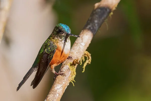 Fioletowy Ogoniasty Sylph Aglaiocercus Coelestis Piękny Koliber Długoogonowy Zachodnich Stoków — Zdjęcie stockowe