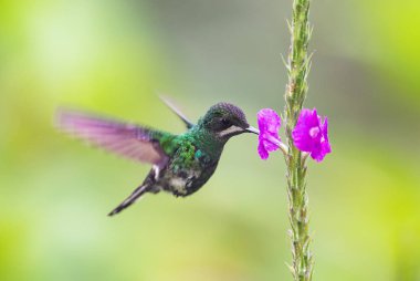 Yeşil Thorntail - Discosura conversii, Batı Andean yamaçlarından güzel yeşil ve beyaz sinekkuşu, Mindo, Ekvador.