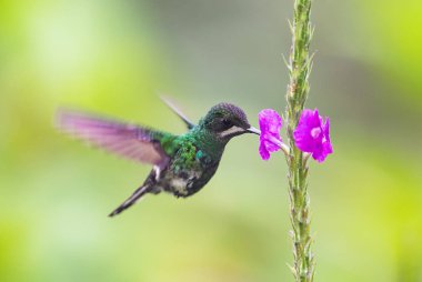 Green Thorntail - Discosura conversii, beautiful green and white hummingbird from western Andean slopes, Mindo, Ecuador. clipart